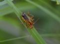 Armidia signata